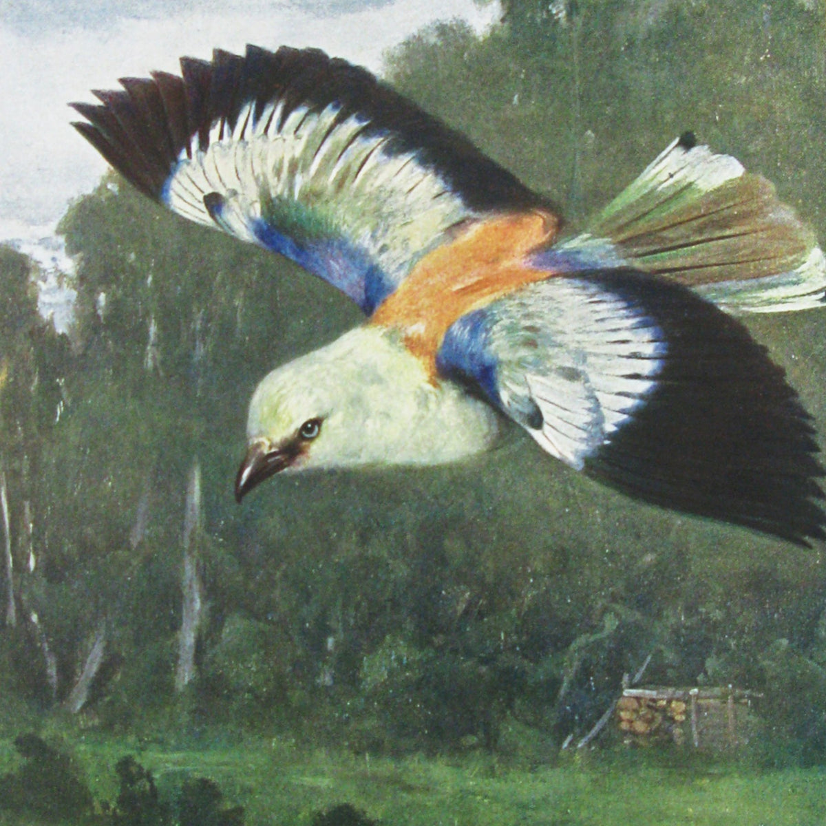 Greetings Card Bird 2 Manchester Art Gallery Shop