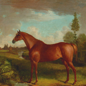 Greetings Card - A Horse in Platt Fields