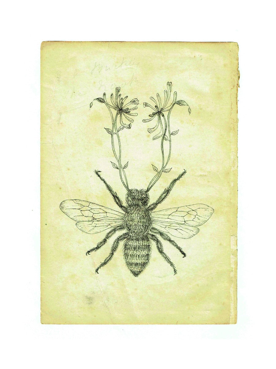 Honeybee by Sarah Randles, Limited Edition Print