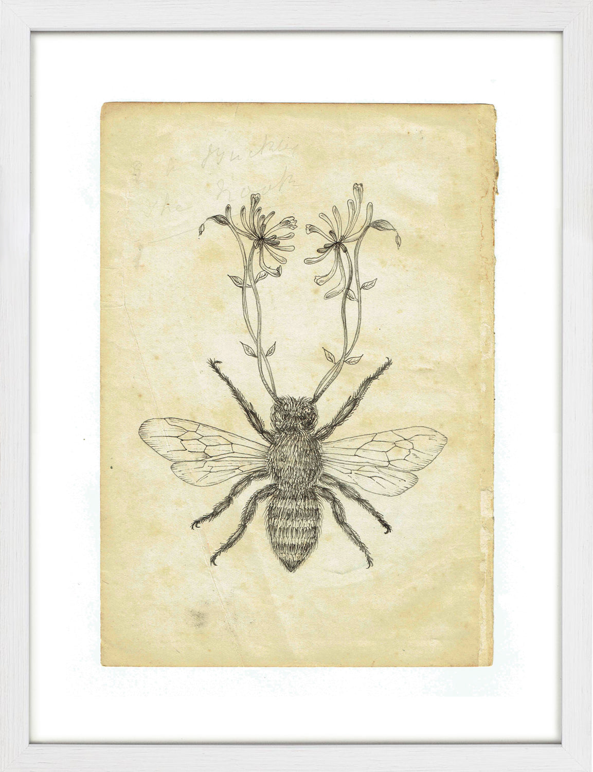 Honeybee by Sarah Randles, Limited Edition Print