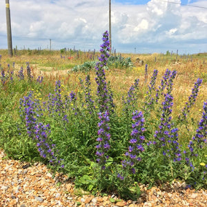 Seeds - Viper's Bugloss