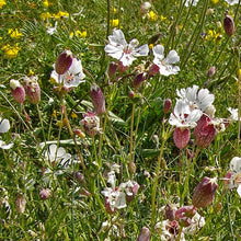 Load image into Gallery viewer, Seeds - Sea Campion
