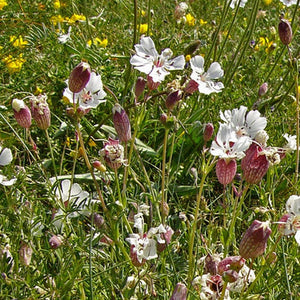 Seeds - Sea Campion