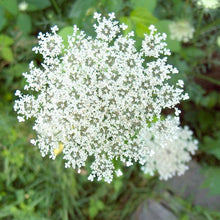 Load image into Gallery viewer, Seeds - Wild Carrot
