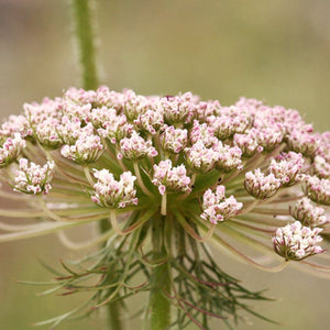 Seeds - Wild Carrot