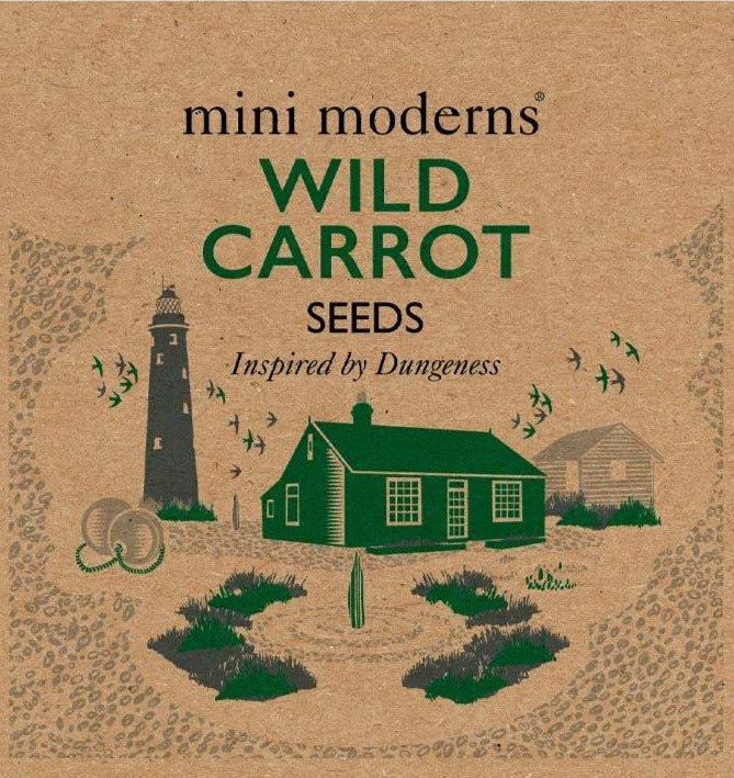 Seeds - Wild Carrot