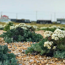 Load image into Gallery viewer, Seeds - Sea Kale
