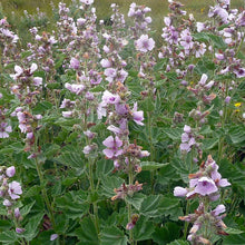 Load image into Gallery viewer, Seeds - Marsh Mallow
