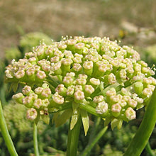 Load image into Gallery viewer, Seeds - Rock Samphire

