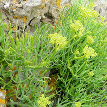 Load image into Gallery viewer, Seeds - Rock Samphire
